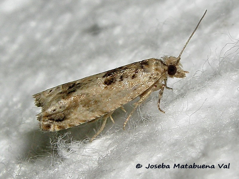 Crocidosema plebejana - Tortricidae ?